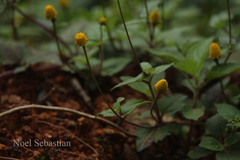 Spilanthes acmella